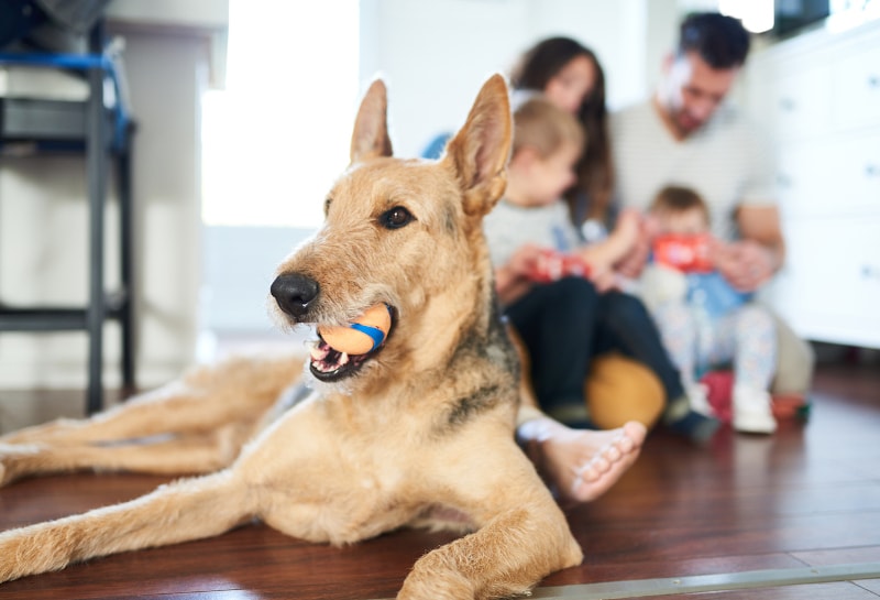 Is Your Pet Hurting Your Indoor Air Quality in Henderson, NV?